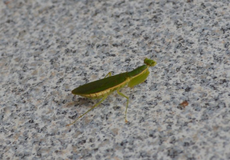 dsc_0007_2